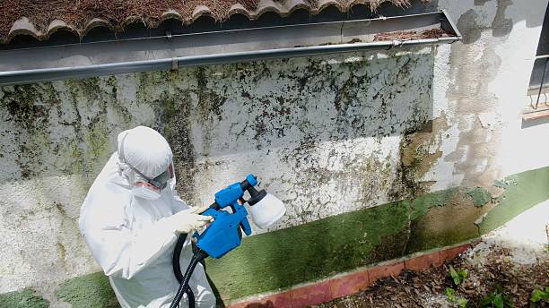 Trusted Basement Mold Remediation service in Brookfield, IL - Cheap Mold Removal